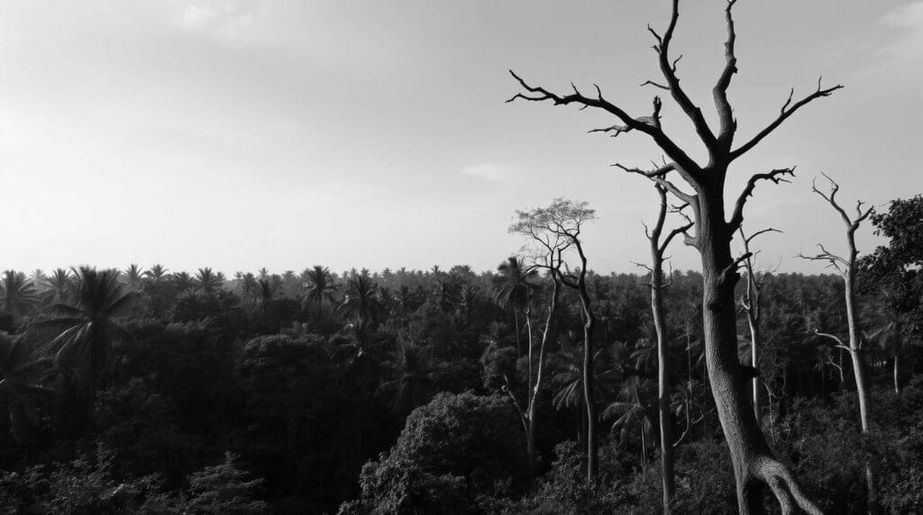 A black and white photograph of an Indian haunted forest, classic in style, conveying a timeless and elegant aesthetic horror Indian forests